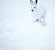 djur, däggdjur, gnagare, hare, jösse, kamouflage, skogshare, skuttar, snö, springer, språng, vinter, vit, vitt