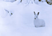 djur, däggdjur, hare, jösse, skogshare, snö, svartvit, svenskhare, vinter, vit