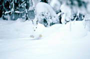 djur, dggdjur, gnagare, hare, haren, jsse, skogshare, skuttar, sn, springer, vinter, vit