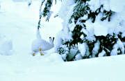 djur, dggdjur, gnagare, gran, hare, haren, skogshare, sn, vinter, vit