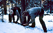arbete, avverkning, gammal, gammalt, huggning, skog, skogsarbetare, skogsarbete, skogsbruk, skogshuggare, skogshuggning, sg, timmer