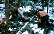 arbete, avverkning, gammal, gammalt, huggning, skog, skogsarbetare, skogsarbete, skogsbruk, skogshuggare, skogshuggning, s�g, s�ga, timmer