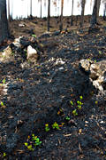 arbete, brand, brnd, brnt, milj, natur, skog, skogsbrand, skogsbruk, skogsmark, tervxt