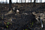 arbete, brand, brnd, brnt, milj, natur, skog, skogsbrand, skogsbruk, tervxt