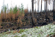 arbete, brand, brnd, brnt, fnsterlav, milj, natur, renlav, renlavar, skog, skogsbrand, skogsbruk