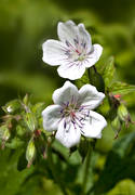 biotop, biotoper, blomma, blommor, midsommarblomster, natur, skogsnva, vit, ng, ngsmark