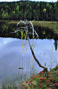 biotop, biotoper, natur, sjfart, skog, skogar, skogsmark, skogstjrn, taiga, tjrnar, urskog, vatten