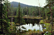 barrskog, biotop, biotoper, natur, skog, skogar, skogsmark, skogstjrn, taiga, tjrn, urskog