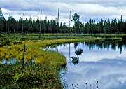 hst, Jmtland, landskap, natur, sjfart, skog, skogstjrn, sommar, stmning, stmningsbild, stmningsbilder, tjrn, vatten, vildmark, demark