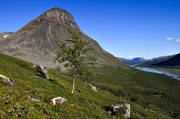 Bielloriehppe, fjll, fjlltopp, fjlltoppar, hgfjll, landskap, Laponia, lappland, natur, Pielloreppe, Rapadalen, Rapaselet, sarek, Sarek nationalpark, Sarekfjll, Skoarkki, Skrki, sommar