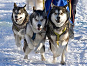 alaskan malamute, draghundar, draghundstvling, fart, hund, hundar, hundspann, sldhund, sn, vinter