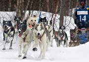 alaskan, Amundsen, amundsenrace, draghund, draghundar, fart, hund, hundar, hundfrare, hundspann, husky, race, sldhund, sldhundar, sn, vinter, ventyr