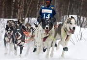 alaskan, Amundsen, amundsenrace, draghund, draghundar, fart, hund, hundar, hundfrare, hundspann, husky, race, sldhund, sldhundar, sn, vinter, ventyr