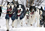alaskan, Amundsen, amundsenrace, draghund, draghundar, fart, hund, hundar, hundfrare, hundspann, husky, race, sldhund, sldhundar, sn, vinter, ventyr