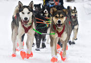 alaskan, Amundsen, amundsenrace, draghund, draghundar, fart, hund, hundar, hundfrare, hundspann, husky, race, sldhund, sldhundar, sn, vinter, ventyr