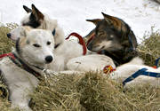 Amundsen, amundsenrace, draghund, draghundar, fart, hund, hundar, hundspann, race, sldhund, sldhundar, sn, vinter, ventyr