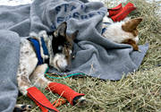 alaskan, Amundsen, amundsenrace, draghund, draghundar, fart, hund, hundar, hundspann, husky, race, sldhund, sldhundar, sn, vinter, ventyr
