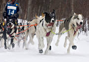 alaskan, Amundsen, amundsenrace, draghund, draghundar, fart, hund, hundar, hundfrare, hundspann, husky, race, sldhund, sldhundar, sn, tvling, vinter, ventyr