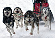 draghundar, draghundstvling, fart, hund, hundar, hundspann, siberian husky, sldhund, sldhundar, sn, vinter