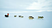 draghund, draghundar, draghundtur, kallt, slädfärd, slädhund, slädhundar, slädhundtur, snö, uteliv, vinter, äventyr