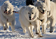 draghund, draghundar, draghundstävling, fart, hund, hundar, hundspann, samojed, samojeder, slädhund, snö, vinter