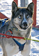 draghund, draghundar, draghundstävling, fart, hund, hundar, hundspann, husky, siberian husky, slädhund, snö, vinter
