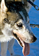 draghund, draghundar, draghundstävling, hund, hundar, hundspann, husky, siberian, siberian husky, slädhund, snö, vinter