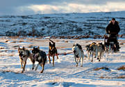 draghudar, draghund, draghundar, fart, hundar, hundförare, hundspann, race, slädhund, slädhundar, snö, uteliv, vinter, äventyr