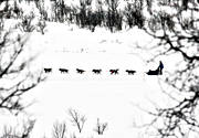 Amundsen, amundsenrace, draghund, draghundar, fart, hund, hundar, hundförare, hundspann, race, slädhund, slädhundar, snö, vinter, äventyr