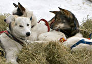 Amundsen, amundsenrace, draghund, draghundar, fart, hund, hundar, hundspann, race, slädhund, slädhundar, snö, vinter, äventyr