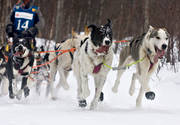 alaskan, Amundsen, amundsenrace, draghund, draghundar, fart, hund, hundar, hundförare, hundspann, husky, race, slädhund, slädhundar, snö, tävling, vinter, äventyr