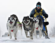 draghundar, draghundstävling, fart, hund, hundar, hundspann, siberian husky, slädhund, slädhundar, snö, vinter