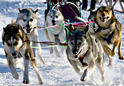draghundar, draghundstävling, fart, hund, hundar, hundspann, husky, siberian husky, slädhund, snö, vinter