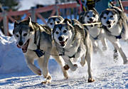 draghundar, draghundstävling, fart, hund, hundar, hundspann, siberian husky, slädhund, snö, vinter