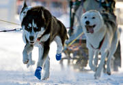 draghundar, draghundstävling, fart, hund, hundar, hundspann, husky, siberian, siberian husky, slädhund, snö, vinter