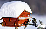 djur, fgel, fgelbord, fgelstuga, fglar, jul, julbilder, julkort, julstmning, smfgel, smfglar, stmning, stmningsbild, stmningsbilder, sglar, talgoxe, ttting, tttingar