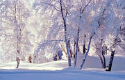 bjrk, bjrkar, jul, julbilder, julkort, julstmning, rimfrost, sn, snigt, stmning, stmningsbild, stmningsbilder, vinter, rstid, rstider