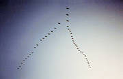 djur, flyga, flytta, flyttfglar, formation, formationsflyga, fglar, svanar, sngsvanar
