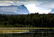 Bjrnsjn, djur, fjll, fjllsj, fjllskog, fglar, Hrjedalen, landskap, Lunndrrsfjllen, skogstjrn, sommar, Stordrren, svan, svanar, sngsvan, sngsvanar