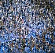 drnarbilder, drnarfoto, flygbild, flygbilder, flygfoto, flygfoton, gran, granskog, Jmtland, landskap, skog, vinter, vinterlandskap