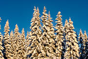 granar, Jämtland, skog, snötyngda, stämning, stämningsbild, stämningsbilder, upplega, vinter, vinterskog, årstid, årstider