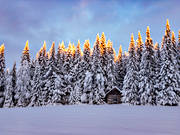 granskog, grantoppar, julstmning, lada, midvinter, natur, skog, stmning, stmningsbild, stmningsbilder, vinter, rstid, rstider