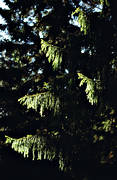 biotop, biotoper, gran, grangrenar, granris, granskog, grenar, natur, skog, skogar, skogsmark, sol