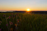 blommor, Jmtland, landskap, solen, solnedgng, sommar, sommarnatt, rstider