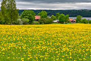 blommor, gul, gult, Jämtland, landskap, maskrosor, maskrosäng, natur, sommar, sommaräng, årstid, årstider, ängsmark