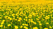 blommor, gul, gult, Jämtland, maskrosor, maskrosäng, natur, sommar, sommaräng, stämning, stämningsbild, stämningsbilder, årstid, årstider, ängsmark