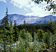 fjll, fjllskog, Hrjedalen, hst, sn, Sonfjllet, tidig, rstid, rstider