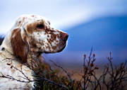 djur, dggdjur, engelsk setter, fjlljakt, fgelhund, fgeljakt, hundar, jakt, ripjakt, setter, stende fgelhund