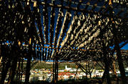 arbete, Btsfjord, fisk, fiske, fiskstllning, klippfisk, Nordnorge, soltorkad, torkad, torkning, torkstllning, yrkesfiske