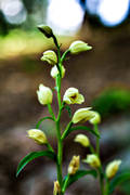 biotop, biotoper, blomma, blommande, blommor, cephalantera damasonium, Landskap, natur, orkide, orkideer, skog, skogslilja, stor skogslilja, storsyssla, vxter
